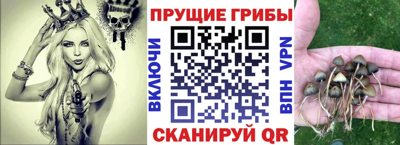 купить закладку  Навашино  Псилоцибиновые грибы мухоморы 
